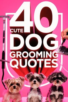 40 cute dog grooming quotes with three small dogs in front of a pink background.