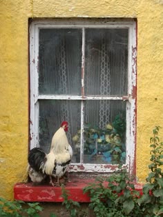 a rooster is standing on a window sill outside an old yellow building with red trim