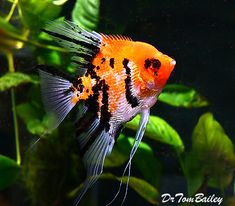an orange and black fish is swimming in the water next to some green plants with leaves