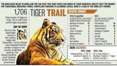 the tiger is sitting down with information about it