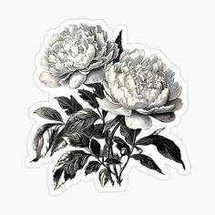 two white peonies with green leaves on a white background sticker by nature magic