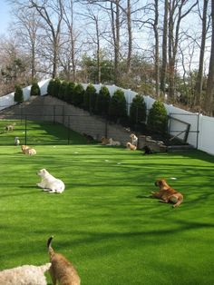 several dogs are laying on the grass in an enclosed area with stairs and trees behind them