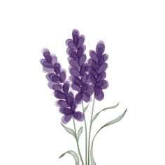 a painting of purple flowers on a white background