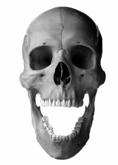 an image of a human skull showing the lower jaw and upper jaw with teeth missing