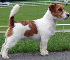 a small brown and white dog standing on top of a grass covered field next to a road