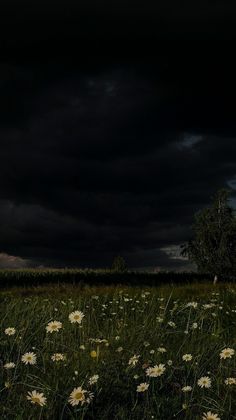 the sky is dark and cloudy over a field with daisies in it, as well as a lone tree