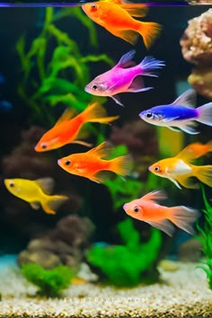 an aquarium filled with lots of different colored fish