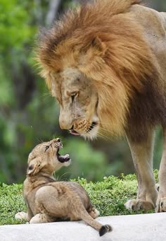 an adult lion standing next to a baby lion