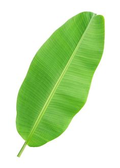 a large green leaf on a white background