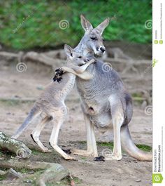 two kangaroos playing with each other in the dirt