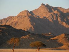 two trees in the desert with mountains in the background
