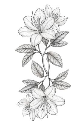 a black and white drawing of flowers with leaves on the stem, in front of a white background