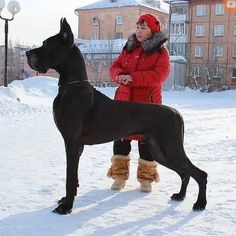 a woman standing next to a large black dog in the snow