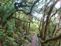 the path is surrounded by mossy trees and rocks