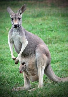 an adult kangaroo standing on its hind legs with a baby kangaroo in it's pouch