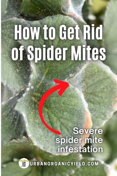 how to get rid of spider mitts on the side of a leafy plant