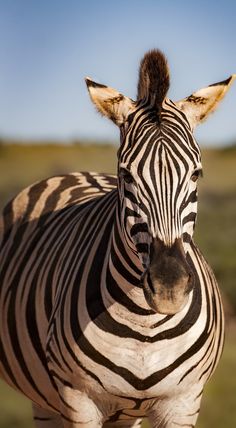 a zebra standing on top of a grass covered field