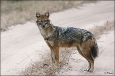 a lone wolf standing on the side of a dirt road