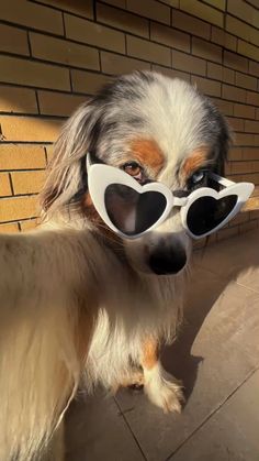 a dog wearing heart shaped sunglasses on top of it's head