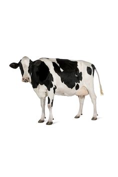a black and white cow standing in front of a white background