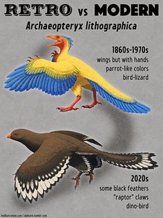 two birds flying next to each other on a gray and white background with the caption retro vs modern archaeoptery lithogphica