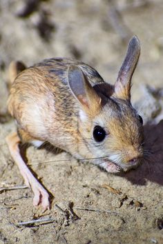 a small mouse sitting on the ground