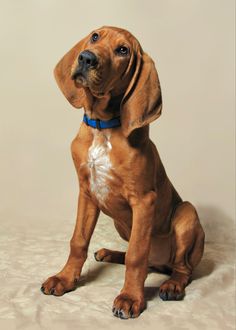 a brown and white dog sitting on top of a floor next to a wall with a blue collar