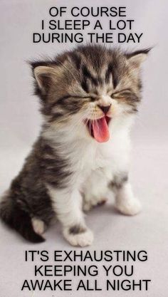 a kitten with its mouth open and tongue out