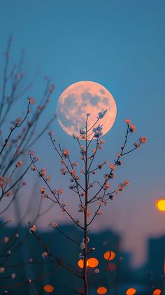 the full moon is shining brightly in the sky above some tree branches and small white flowers