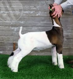 a small brown and white dog standing on top of green grass