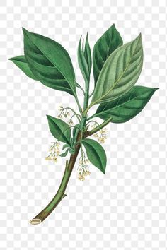 a plant with green leaves and white flowers on the stem, transparent background png