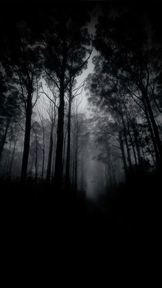 a dark forest with trees and fog