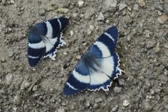 two blue and white butterflies laying on the ground