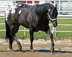 a black horse with white spots walking in the dirt
