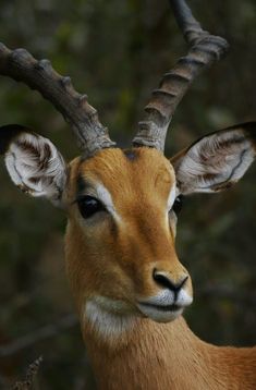 an antelope with very large horns standing in front of some trees and bushes