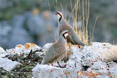 two birds standing on top of a rocky hill next to dry grass and bushes with their beaks open