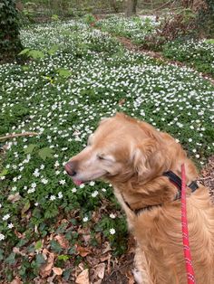 a golden retriever sitting on the ground in front of some white and green flowers