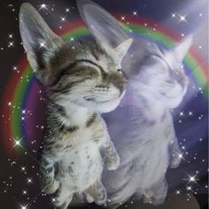 two kittens with their heads together in front of a rainbow and star filled sky