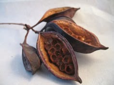 two seed pods on a white surface