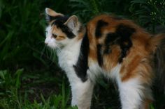 a calico cat is standing in the grass