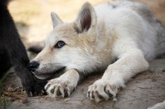 a white dog laying on the ground next to a large black dog's paw