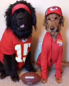 two dogs dressed up as football players sitting next to each other in front of a wall