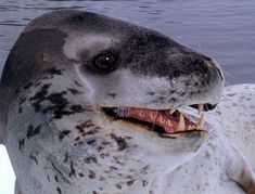 a close up of a seal with it's mouth open