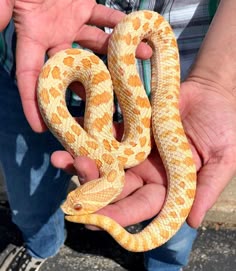 a person holding a yellow and white snake in their hands