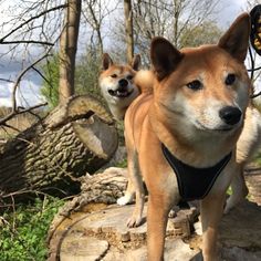 two dogs standing next to each other on top of a tree stump in the woods