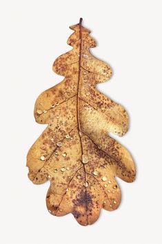 an oak leaf with drops of water on it, against a white background that has the shape of a christmas tree
