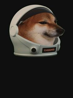 a dog wearing a helmet with the word cheeps on it