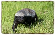 a small black and white animal walking through the grass