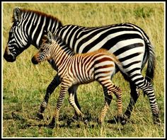 an adult zebra and a baby zebra walking through the grass in front of each other