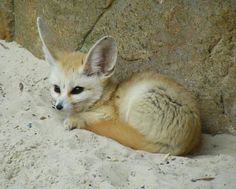 a baby fox is sitting in the sand near a rock wall and looking at the camera